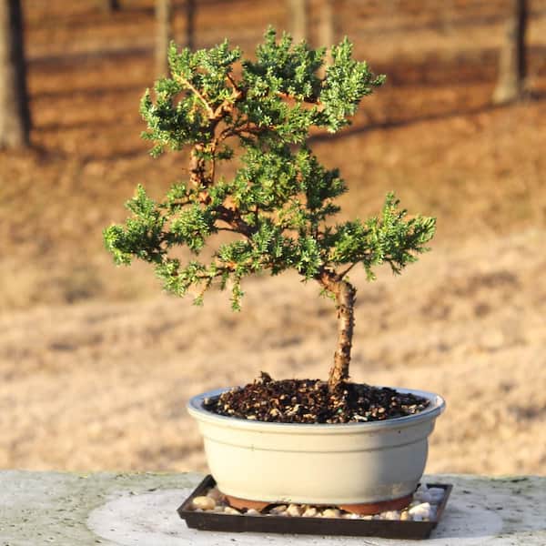 brussel's BONSAI Green Mound Juniper Bonsai Outdoor Plant in