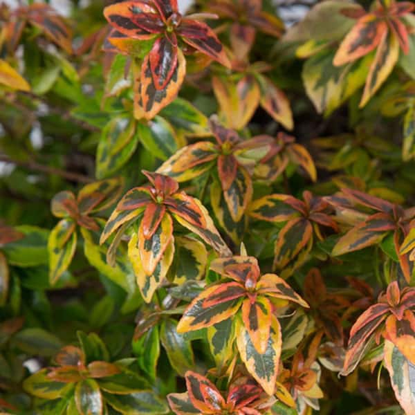 2 Gal. Kaleidoscope Abelia Flowering Shrub with White Blooms
