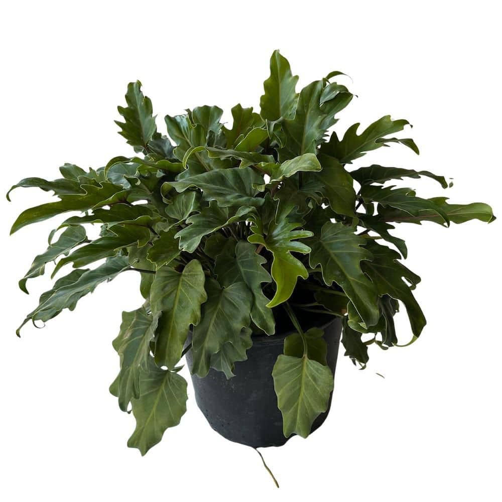 OnlinePlantCenter 3- Gal. Xanadu Philodendron (Thaumatophyllum