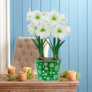Christmas Gift Amaryllis Duo Holiday Gift Kit in Decorative Pot 2 Pre-Planted Bulb in a 8.50 in. Dia Pot