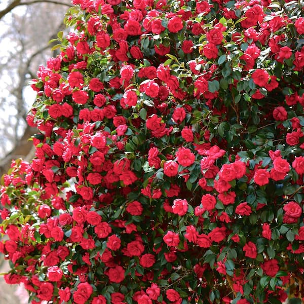 national PLANT NETWORK 1 Gal. Camellia Red Twister Shrub with Red