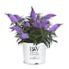 PROVEN WINNERS 2 Gal. Pugster Amethyst Butterfly Bush (Buddleia) Live Flowering Shrub with Purple Flowers 14736