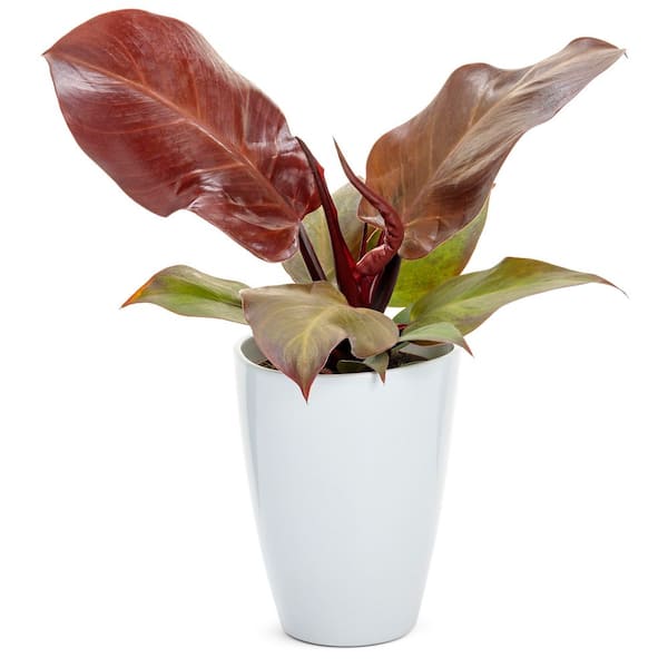 Philodendron Hybrid Fall leaves Indoor Plant in 5 in. White Ceramic Container