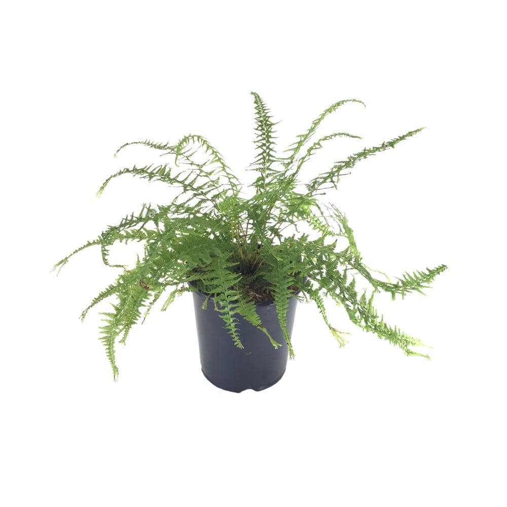 Dres Dagger Fern (Live Plant)