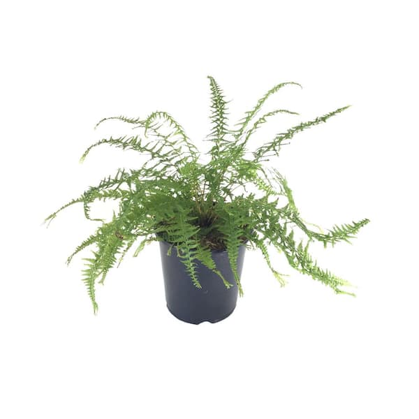 Unbranded Dre's Dagger Fern (Live Plant)