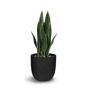 Botanical 2.1 ft. Green Sansevieria Cylindrica In Pot