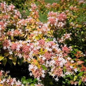2.25 gal. Abelia Peach Perfection Shrub with Pink Flowers