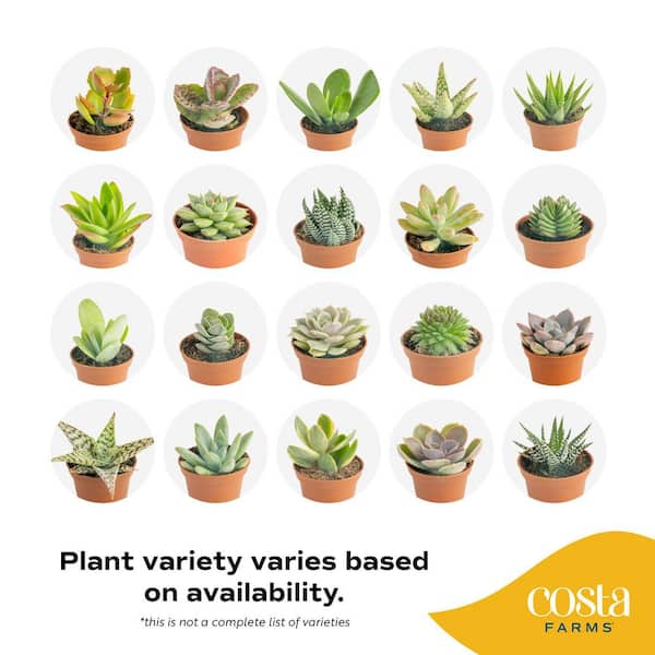 Mini Unique Indoor Succulent Plants in 2 in. Round Grower Pot, Average Shipping Height 2 in. Tall (50-Pack)