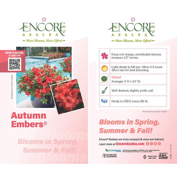 AUTUMN EMBERS ™ ENCORE ® Azalea Size factory : 3 gallon