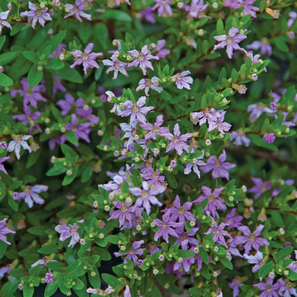 Image of Blue false heather stock photo