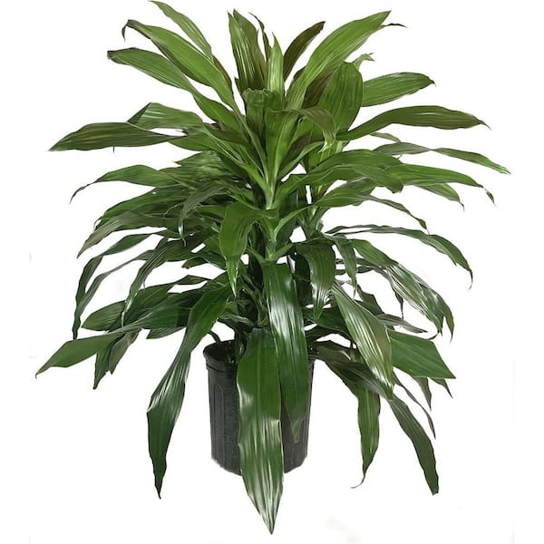 Wekiva Foliage Dracaena Janet Craig-Live Plant in an 10 Inch Growers Pot-Dracaena Deremensis "Janet Craig"-Purifying Houseplant