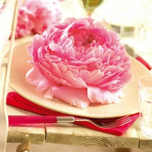 Peonies Dinnerplate Pink Roots (Set of 5)