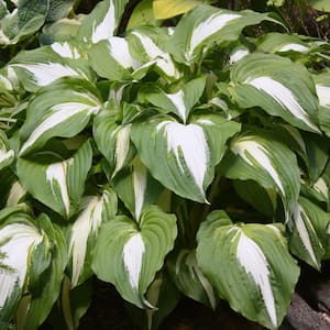 Bare Root Night Before Christmas Hosta Perennial Plant with Variegated Foliage ( 3-piece )