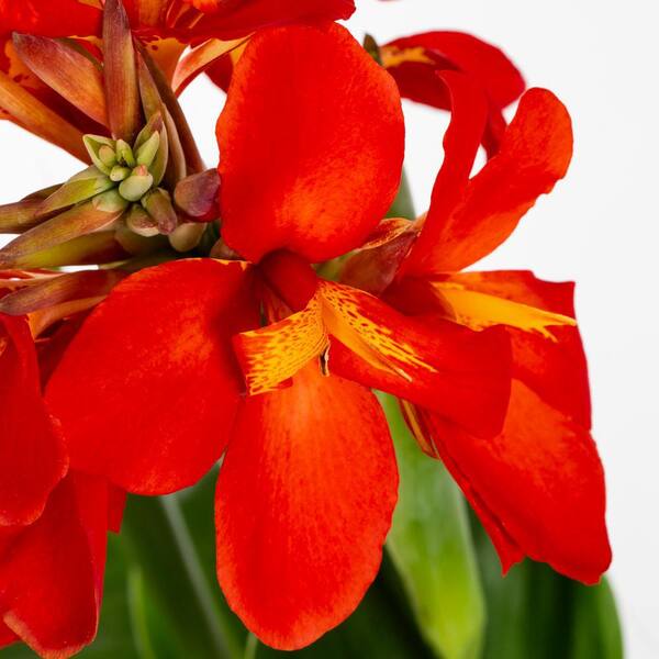 METROLINA GREENHOUSES 2.5 Qt. Cannova Rose Canna Lily Plant