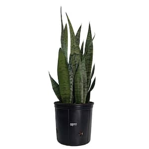Sansevieria Zeylanica Live Indoor Plant in Growers Pot Avg Shipping Height 2 ft. to 3 ft. Tall