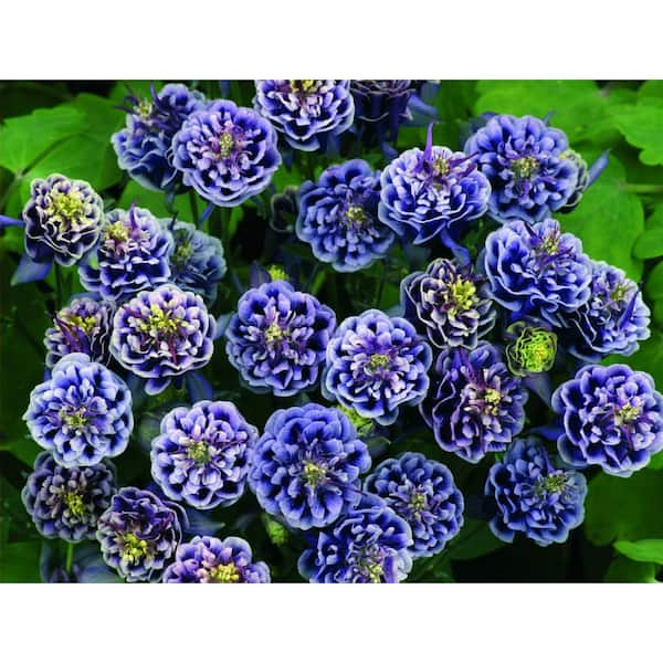 Unbranded Blue and White Aquilegia Winky Top Material (3-Bareroots)