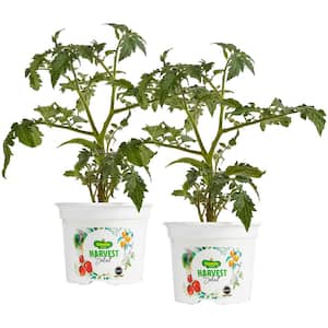 25 oz. Little Bing Cherry Tomato Plant (2-Pack)