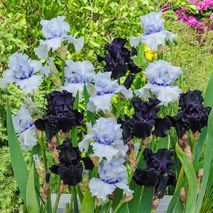 Magical Moments Bearded Iris Duet Mixture, Dormant Flowering Bare Root Perennial Plants (5-Pack)