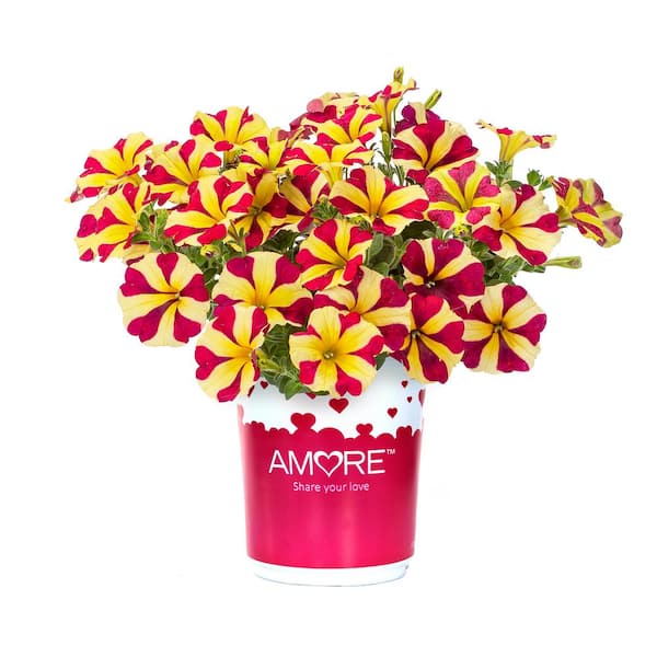 ALTMAN PLANTS Amore Queen of Hearts Petunia (Dark Pink and Yellow Blooms) Outdoor Garden Annual Plant in 2.5 qt. Grower Pot