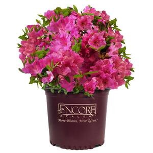 5 Gal. Autumn Royalty Azalea Shrub with Single-Form, Deeply Funneled, Magenta-Purple Blooms and Rich Green Foliage