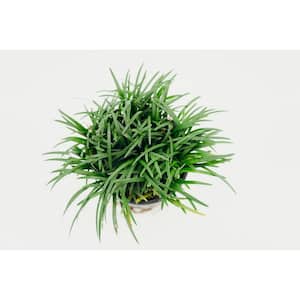 5 In. Flat Mondo Grass Ground Cover Plant (18-pack)