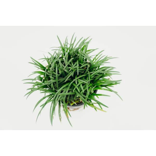 Vigoro 5 In. Flat Mondo Grass Ground Cover Plant (18-pack)