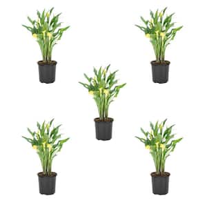 1.5 Pt. Yellow Calla Lily Perennial Plant (5-Pack)