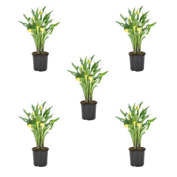 METROLINA GREENHOUSES 1.5 Pt. Yellow Calla Lily Perennial Plant (5-Pack)