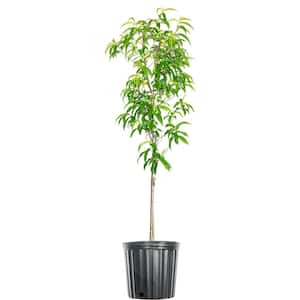 4-5 ft. Tall July Prince Peach Tree in 5 Gal. Grower's Pot, Early Spring Blooms form Summer Fruit
