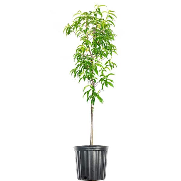 Perfect Plants 4-5 ft. Tall July Prince Peach Tree in 5 Gal. Grower's ...