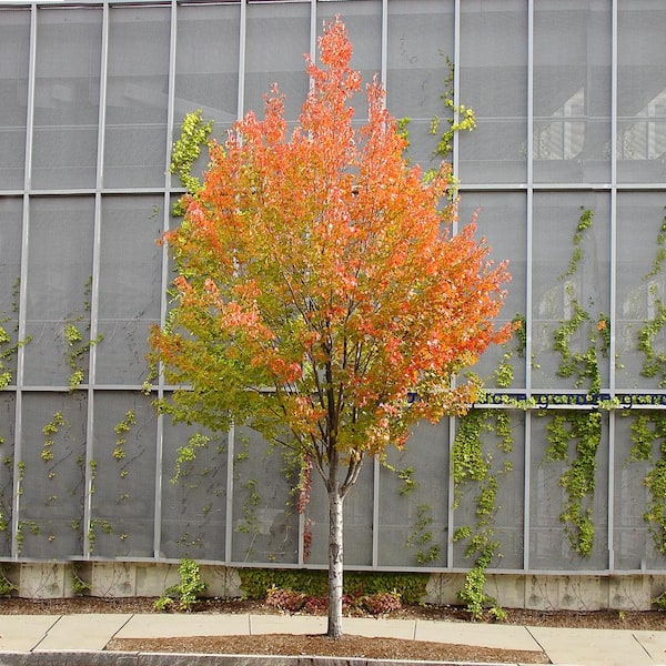 1 Gal. Sun Valley Deciduous Maple Tree