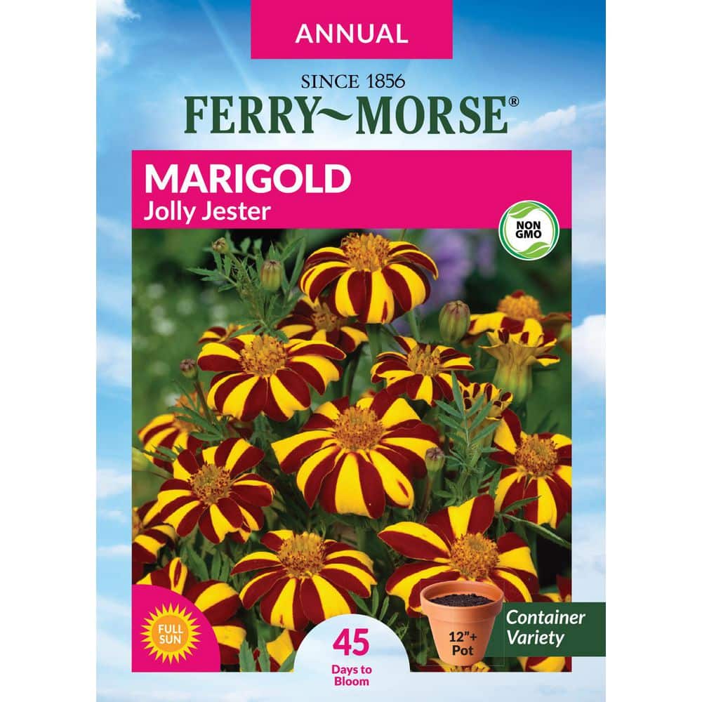 Ferry-Morse Marigold Jolly Jester Flower Seeds 1804 - The Home Depot