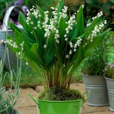Patio Lily of the Valley with Green Metal Planter and Growers Pot