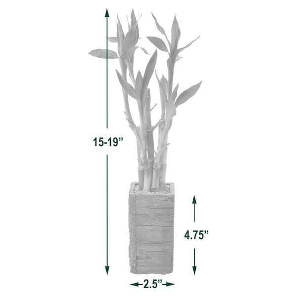 Arcadia Garden Products 5-Stem Lucky Bamboo in 2.5" Aged Wood - Medium