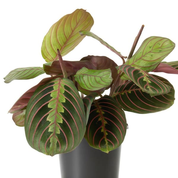 4 in. Red Maranta Plant (3-Pack)