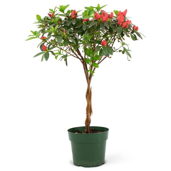 Pure Beauty Farms 2 Qt. 6.33 in. Azalea Standard Shrub with Coral Flower in Grower Pot