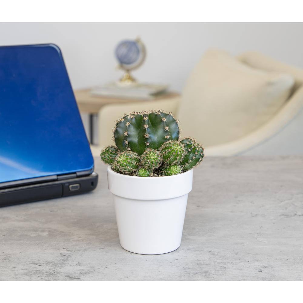 Green Cactus in White Clay Planter, 9" Tall