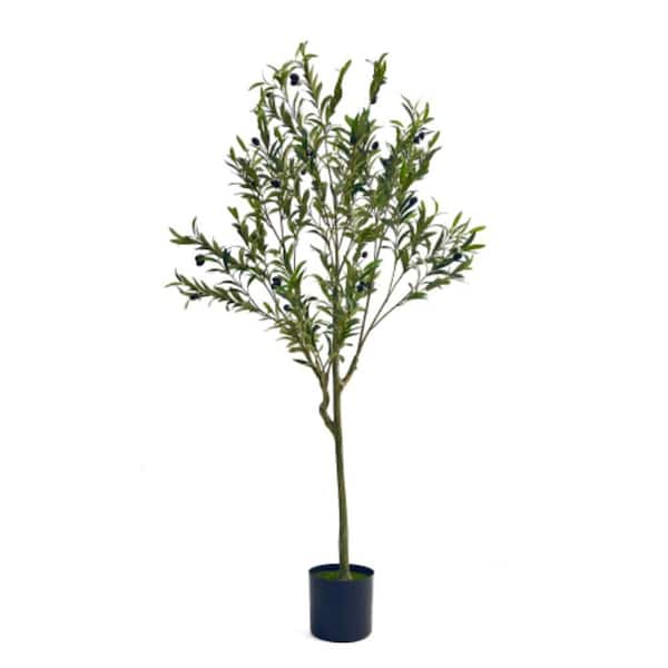 Olive Tree Home Depotnull