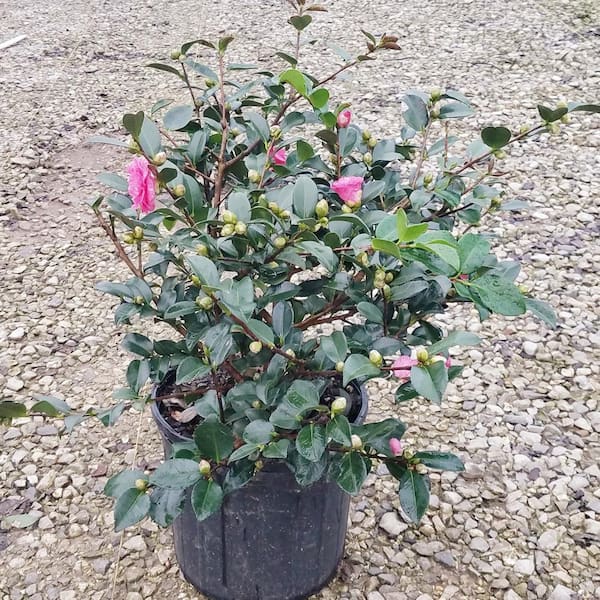 Shishi Gashira Camellia Sasanqua, Camellia Plant Home Depot