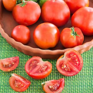 2.32 qt. Patio Hybrid Tomato Plant