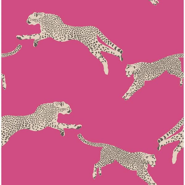 100+] Baby Cheetah Wallpapers