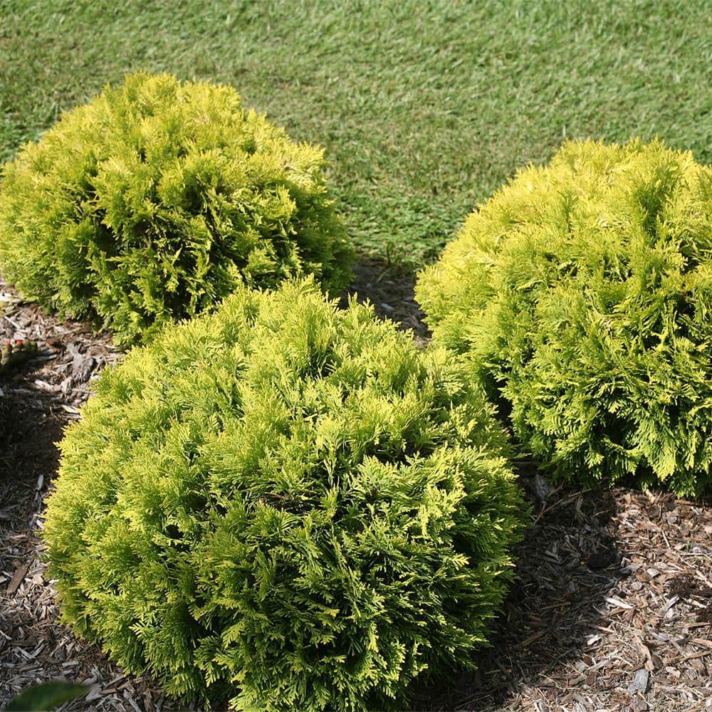 2 Gallon Bright Yellow Evergreen Arborvitae Shrub