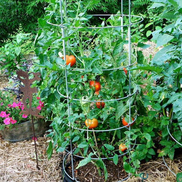 https://images.thdstatic.com/productImages/1e9cf365-579d-4834-96df-7d2e940d2132/svn/bonnie-plants-tomatoes-0201-44_600.jpg