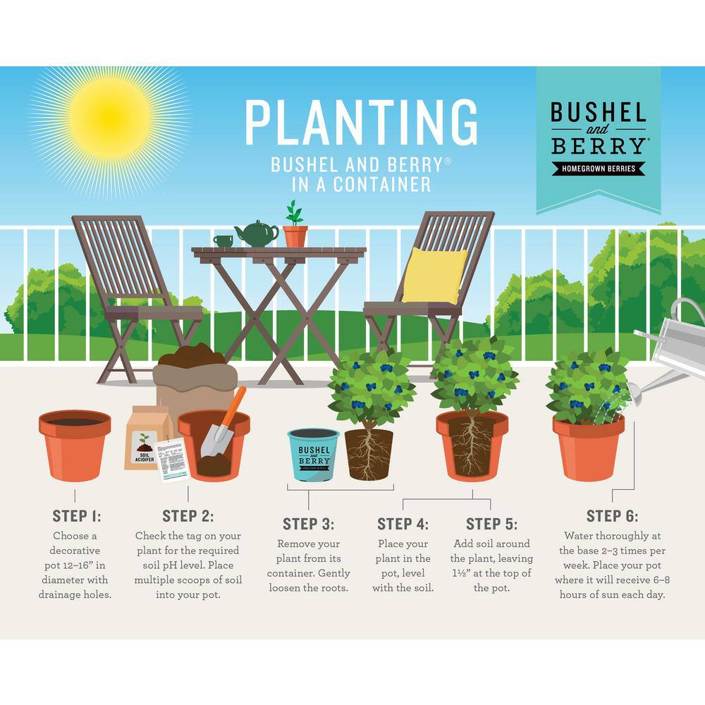 Peach Sorbet Blueberry Plant in 2-Gallon Container