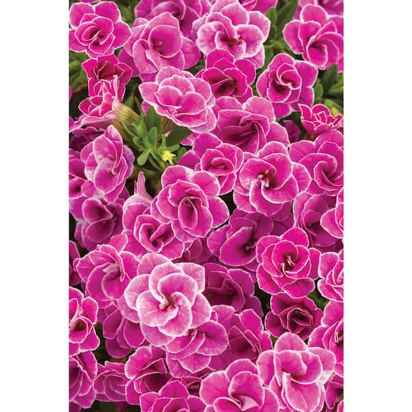PROVEN WINNERS 4.25 in. Grande Superbells Doublette Love Swept (Calibrachoa) Live Plant, Pink Flowers