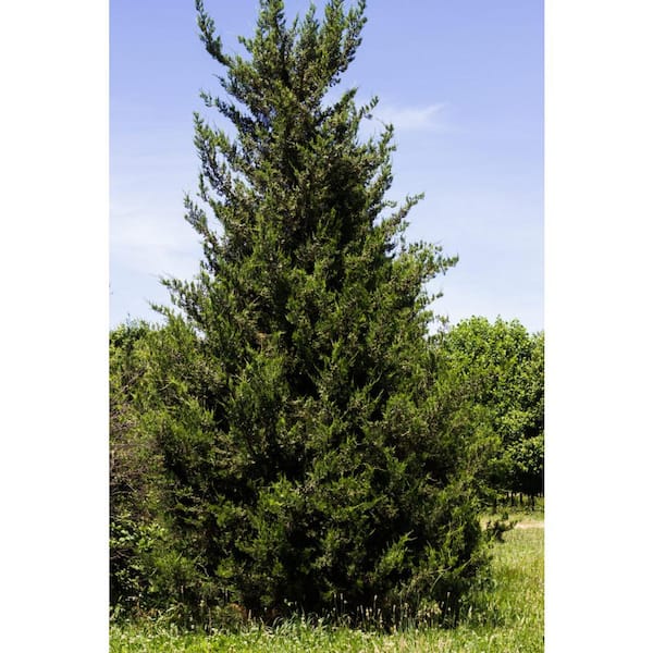 7 Gal. Hetzi Columnaris Juniper Evergreen Tree