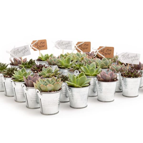 2 in. Wedding Event Rosette Succulents Plant with Tin Metal Pails and Let Love Grow Tags (30-Pack)