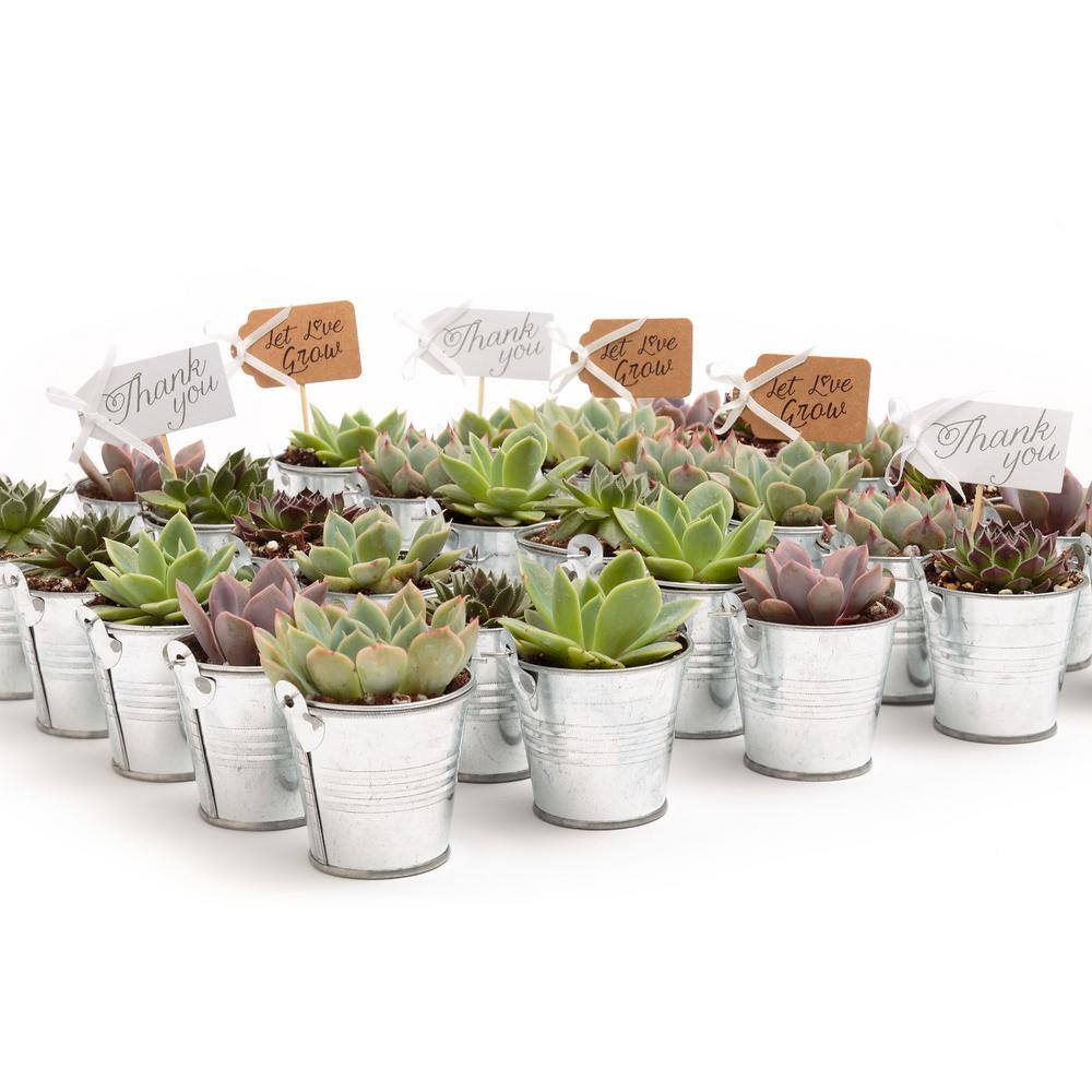 2 in. Wedding Event Rosette Succulents Plant with Tin Metal Pails and Let Love Grow Tags (80-Pack) price history on PriceWatchPro