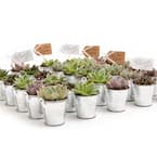 2 in. Wedding Event Rosette Succulents Plant with Tin Metal Pails and Let Love Grow Tags (100-Pack)
