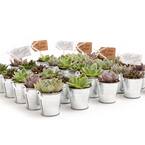 2 in. Wedding Event Rosette Succulents Plant with Tin Metal Pails and Let Love Grow Tags (80-Pack)